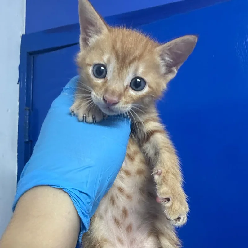 Strawberry Shortcake