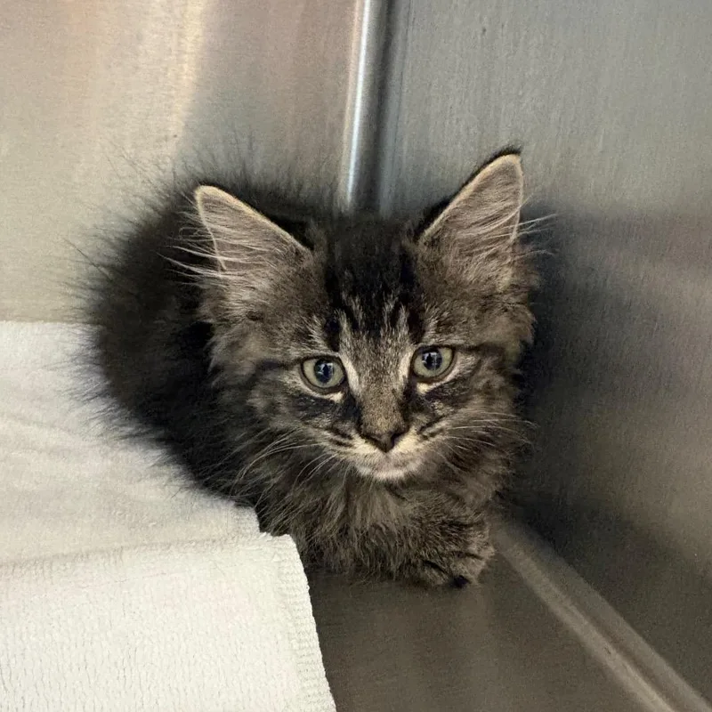 A baby small-sized male Brown / Chocolate Domestic Medium Hair cat named Stitch for adoption in Englewood, FL