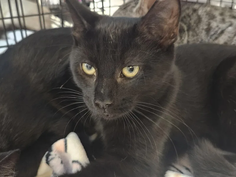 A baby medium-sized male Black Domestic Short Hair cat named Kit Kat for adoption in East Brunswick, NJ