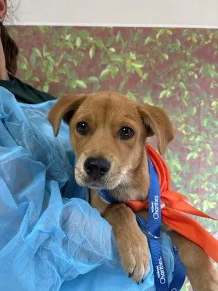 A young small-sized male Labrador Retriever dog named Chuckles for adoption in San Antonio, TX