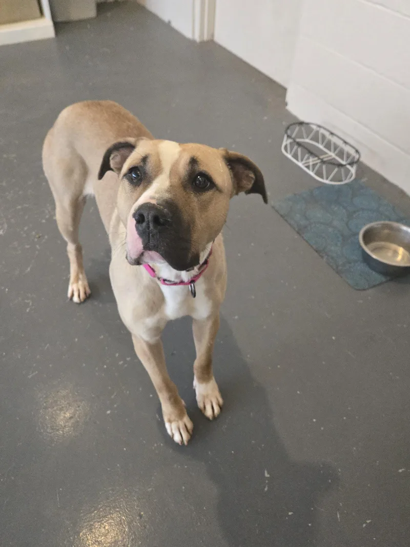 An adult large-sized female American Staffordshire Terrier dog named Macy for adoption in Boston, KY