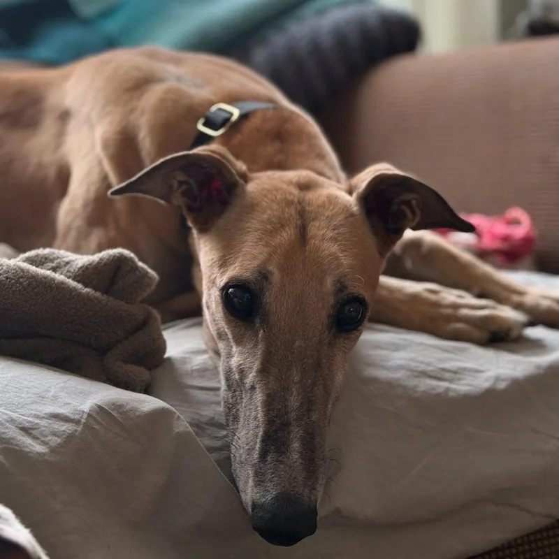 An adult large-sized male Yellow / Tan / Blond / Fawn Greyhound dog named Bandit for adoption in Orange, CT