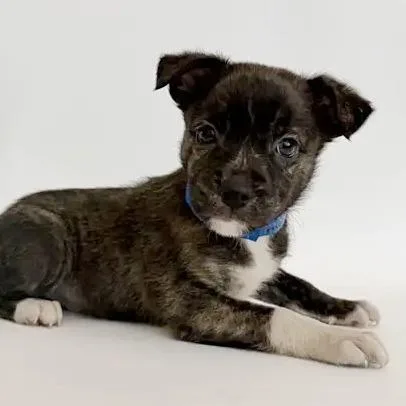A baby small-sized male Black Mixed Breed dog named Emmett for adoption in Saint Louis, MO