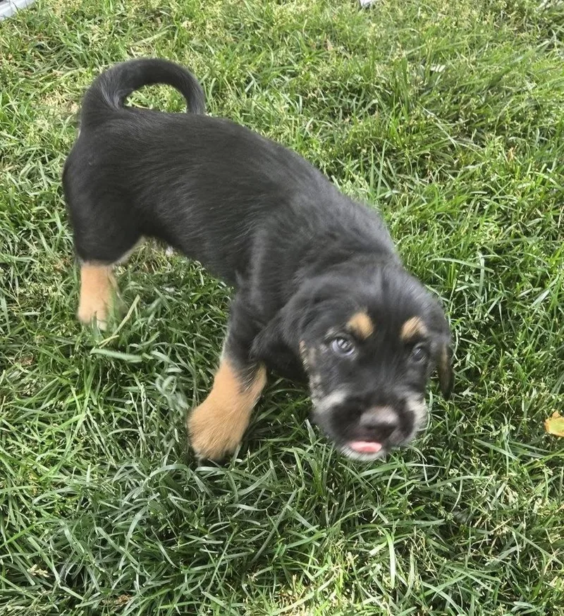 A baby small-sized male Brown / Chocolate Terrier dog named Riddick for adoption in Colorado Springs, CO