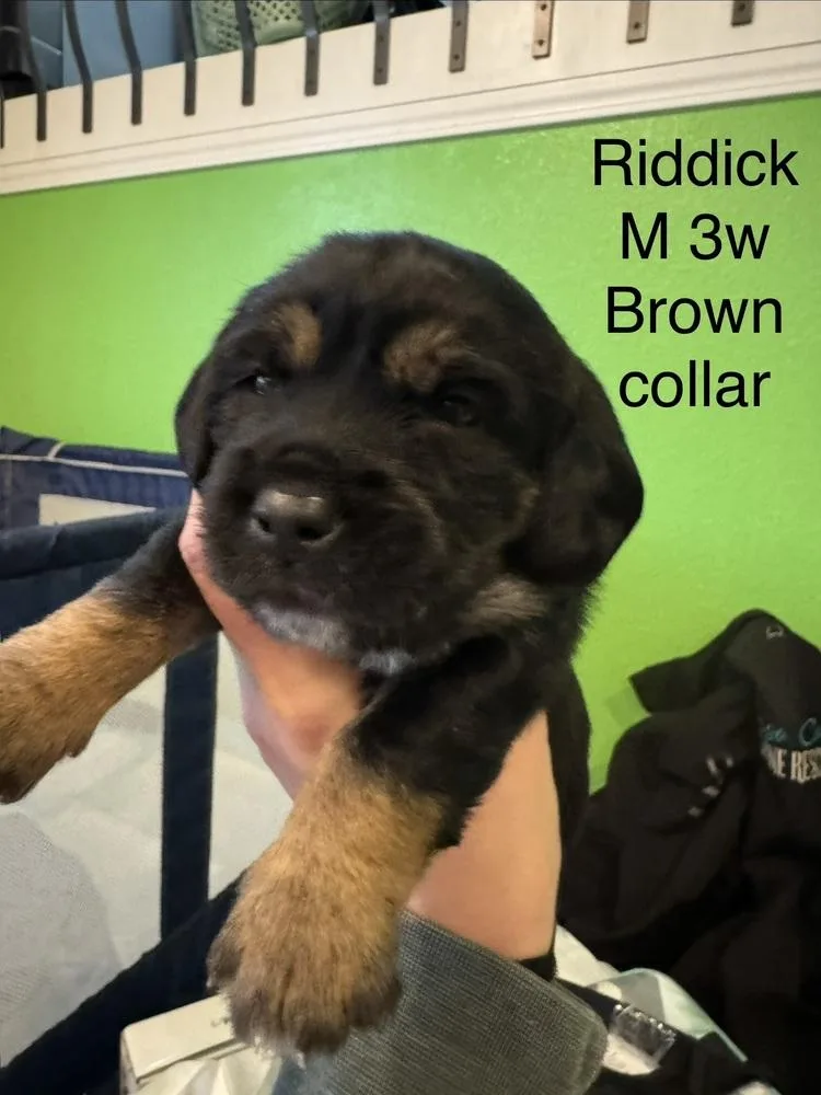 Riddick thumbnail 2