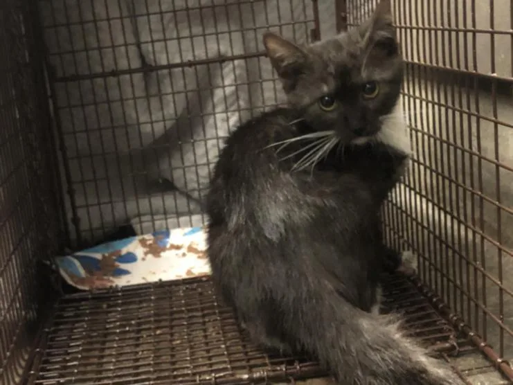 An adult small-sized female Domestic Short Hair cat named Blackjack for adoption in Van Nuys, CA