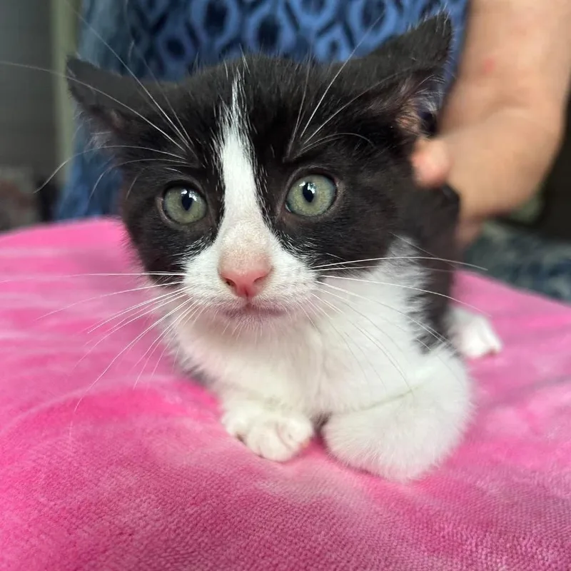 A baby small-sized male Black Domestic Short Hair cat named Loki for adoption in Bastrop, TX