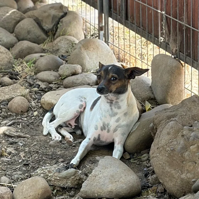 A young small-sized male White / Cream Rat Terrier dog named Chopper for adoption in Chico, CA