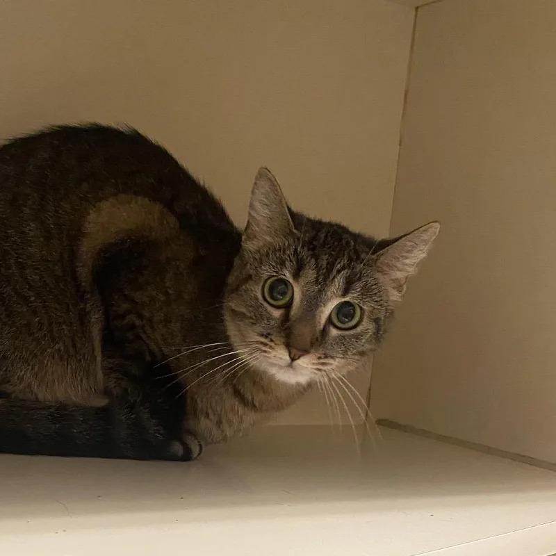 A young small-sized female Brown / Chocolate Domestic Short Hair cat named Irina for adoption in Dayton, OH