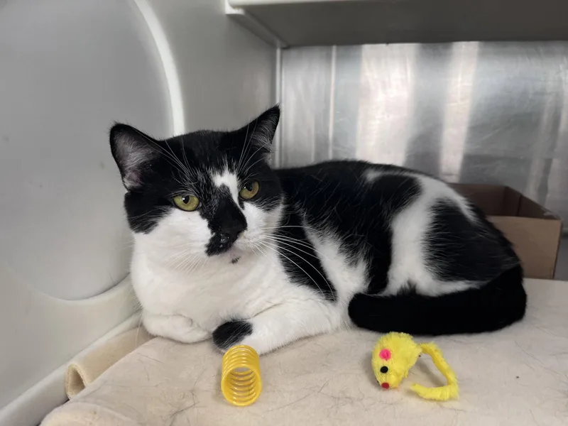 An adult large-sized female Domestic Short Hair cat named Rizzo for adoption in Carrollton, GA
