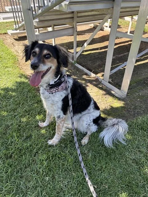 An adult medium-sized female Australian Shepherd dog named Maya for adoption in Riverside, CA