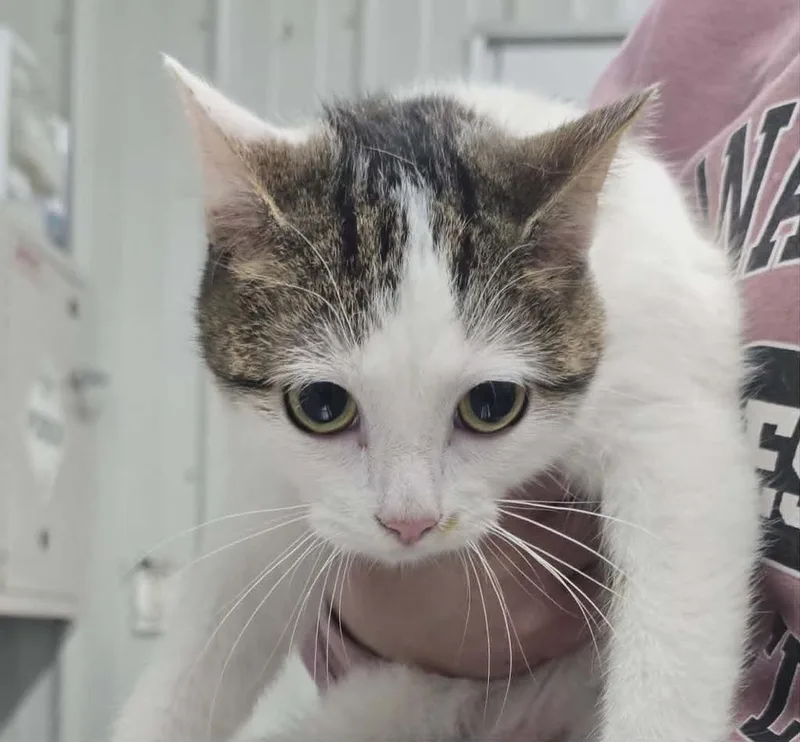 A young small-sized female Domestic Short Hair cat named Butterfly for adoption in Hillsdale, IN