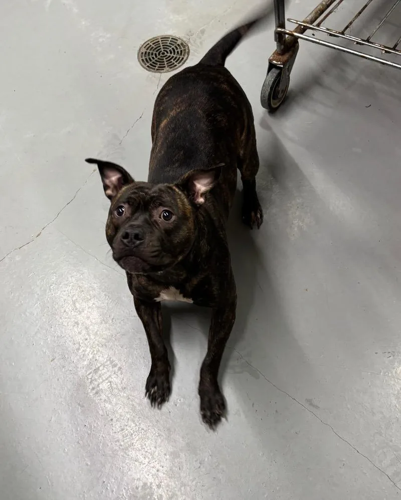 A young medium-sized male Pit Bull Terrier dog named Forest for adoption in Findlay, OH