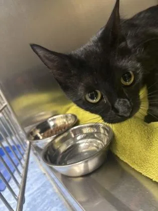 A baby medium-sized female Black Domestic Short Hair cat named Mama Rose for adoption in Charleston, SC