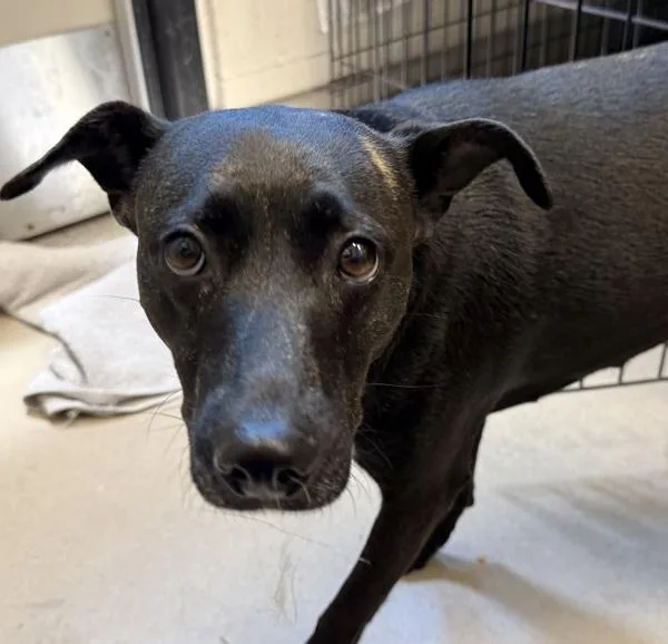An adult medium-sized female Terrier dog named Autumn for adoption in El Cajon, CA