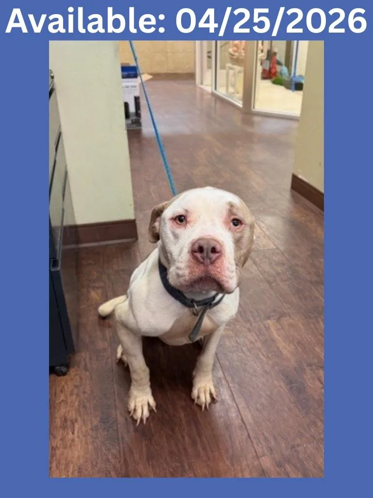 An adult medium-sized male Pit Bull Terrier dog named Kennel  Choptitan for adoption in Greenville, TX