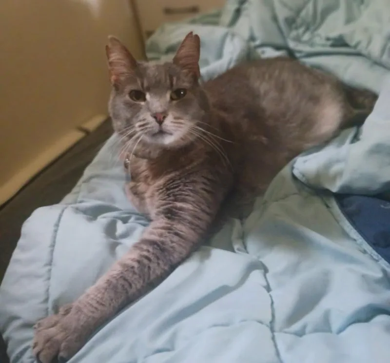 Ashes Courtesy Listing