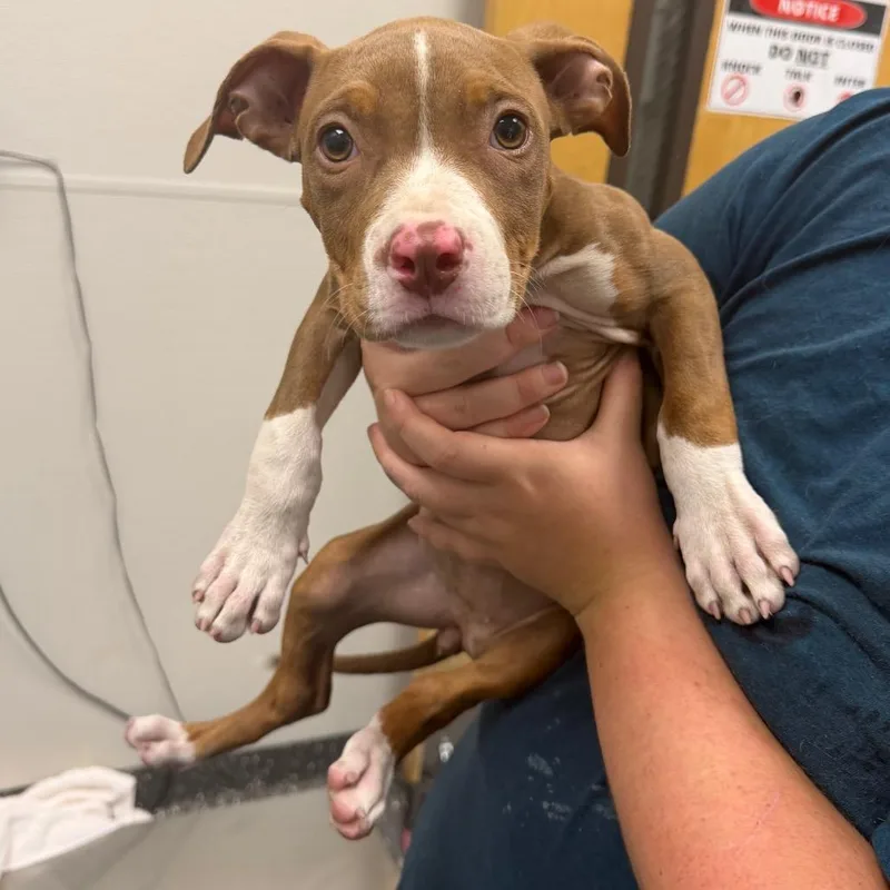 A baby medium-sized female Brown / Chocolate Mixed Breed dog named Puppy Girl for adoption in Columbiana, AL