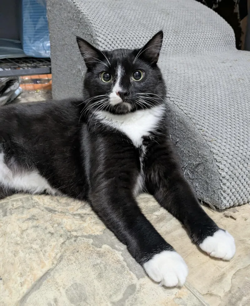 A young large-sized male Black & White / Tuxedo Domestic Medium Hair cat named Junco for adoption in Elkton, MD