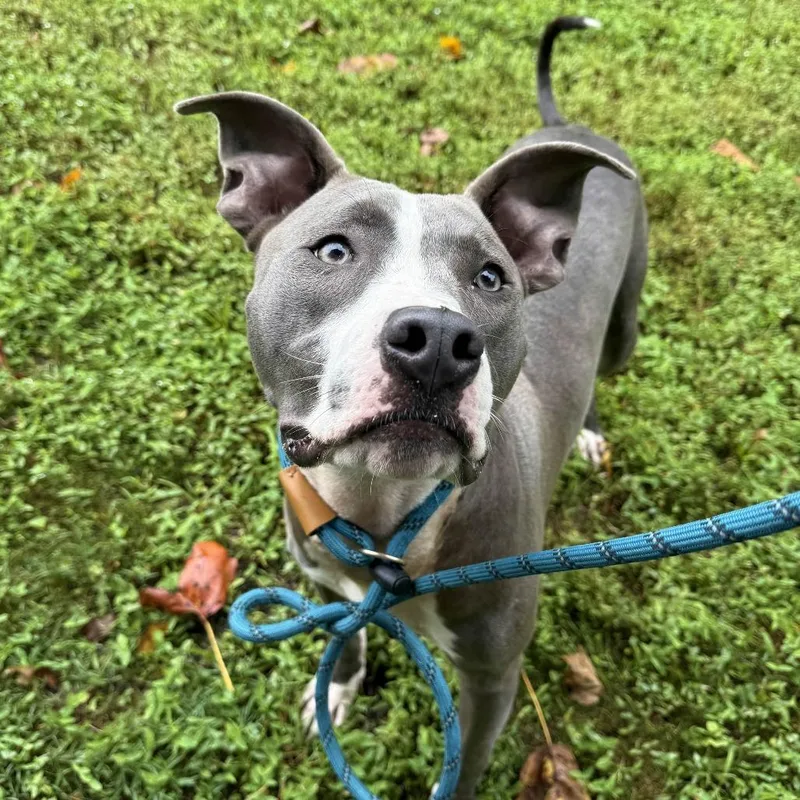An adult medium-sized male Gray / Blue / Silver Mixed Breed dog named Bronx for adoption in Gloucester, VA