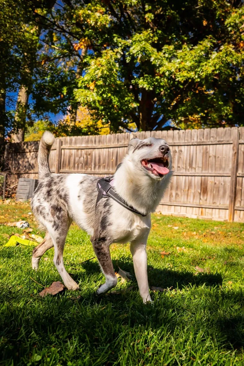 A young small-sized female Merle (Blue) Australian Cattle Dog / Blue Heeler named Harley for adoption in Port Deposit, MD