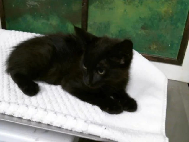 A baby small-sized male Domestic Short Hair cat named Zac for adoption in Houston, TX
