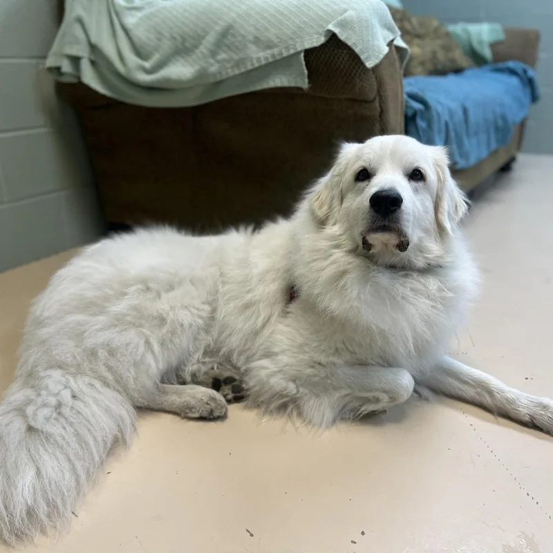 An adult medium-sized female Great Pyrenees dog named Lexicon for adoption in State College, PA