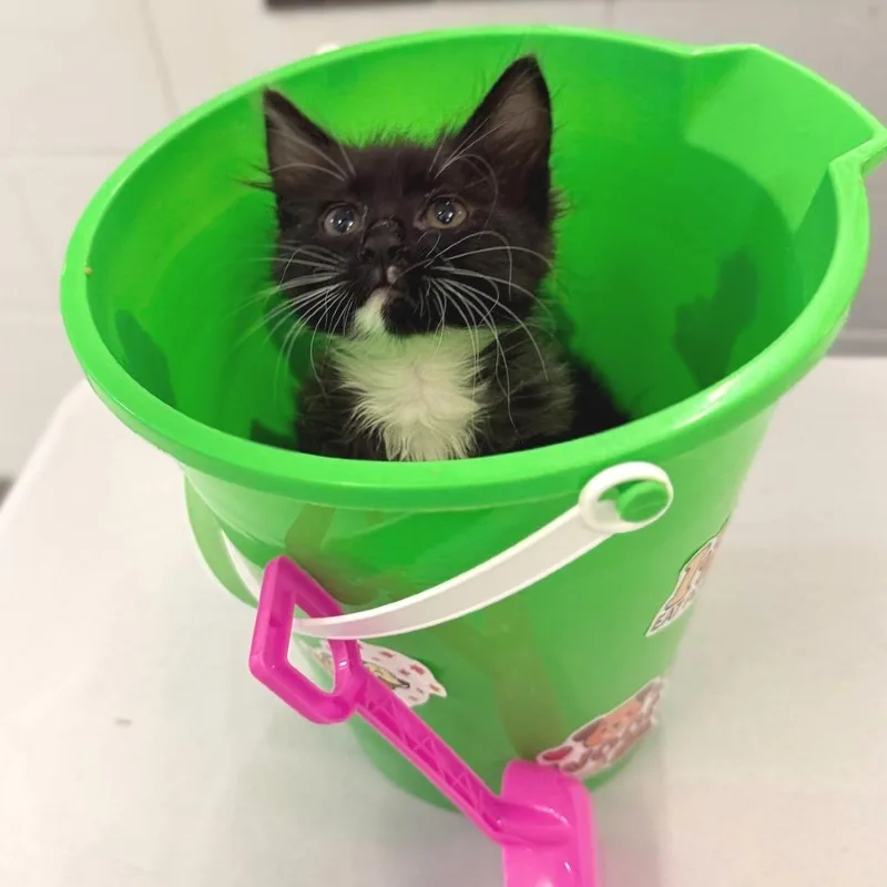 A baby small-sized male Black Domestic Medium Hair cat named Worm for adoption in Marshall, VA