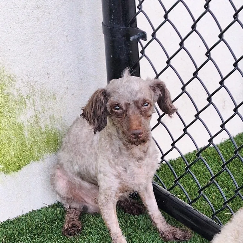An adult small-sized male Brown / Chocolate Poodle dog named Fifi LaRue for adoption in LOXAHATCHEE, FL