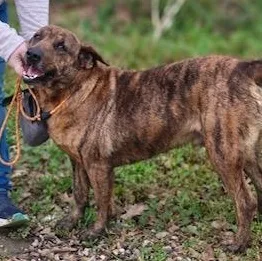 An adult large-sized male Catahoula Leopard Dog dog named Austin for adoption in Ville platte, LA