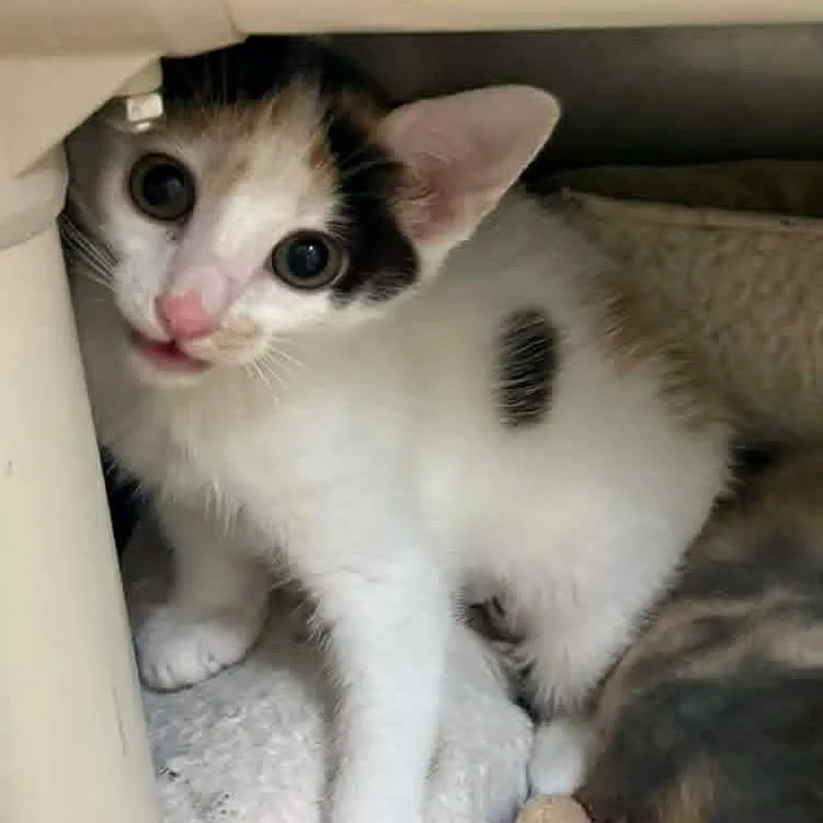 A baby small-sized female American Shorthair cat named Wily Kit for adoption in Danbury, CT