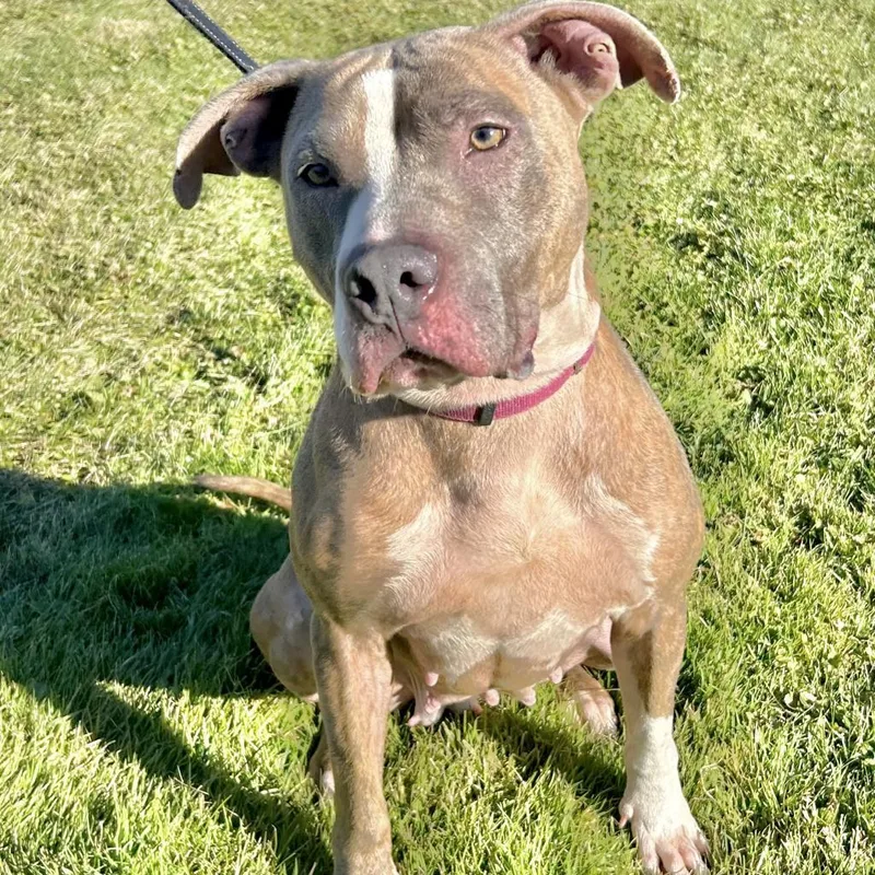 An adult medium-sized female White / Cream Pit Bull Terrier dog named Autumn for adoption in Kittanning, PA