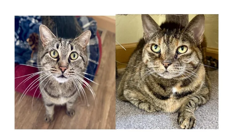 An adult large-sized female Tabby (Orange / Red) Domestic Short Hair cat named Pepper And Sassy for adoption in Prescott, AZ