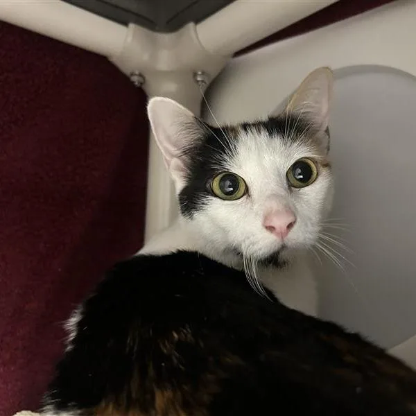 An adult medium-sized female Calico Domestic Short Hair cat named Joplin for adoption in Tacoma, WA