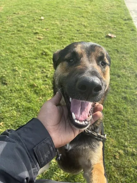 A young medium-sized male German Shepherd Dog dog named Royce for adoption in Riverside, CA