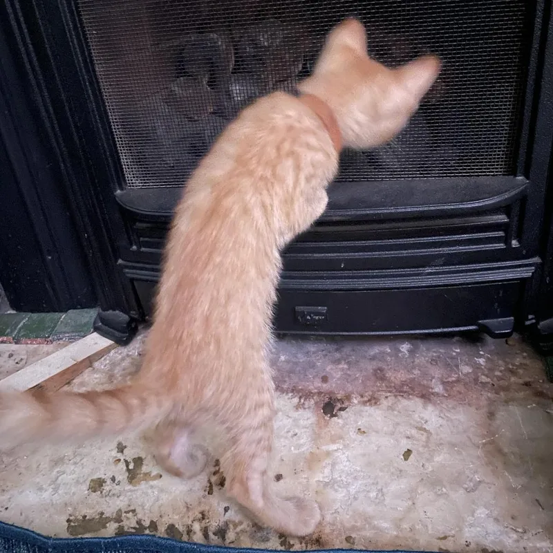 A baby small-sized male Orange / Red Domestic Short Hair cat named Bellwort for adoption in Bloomington, IL