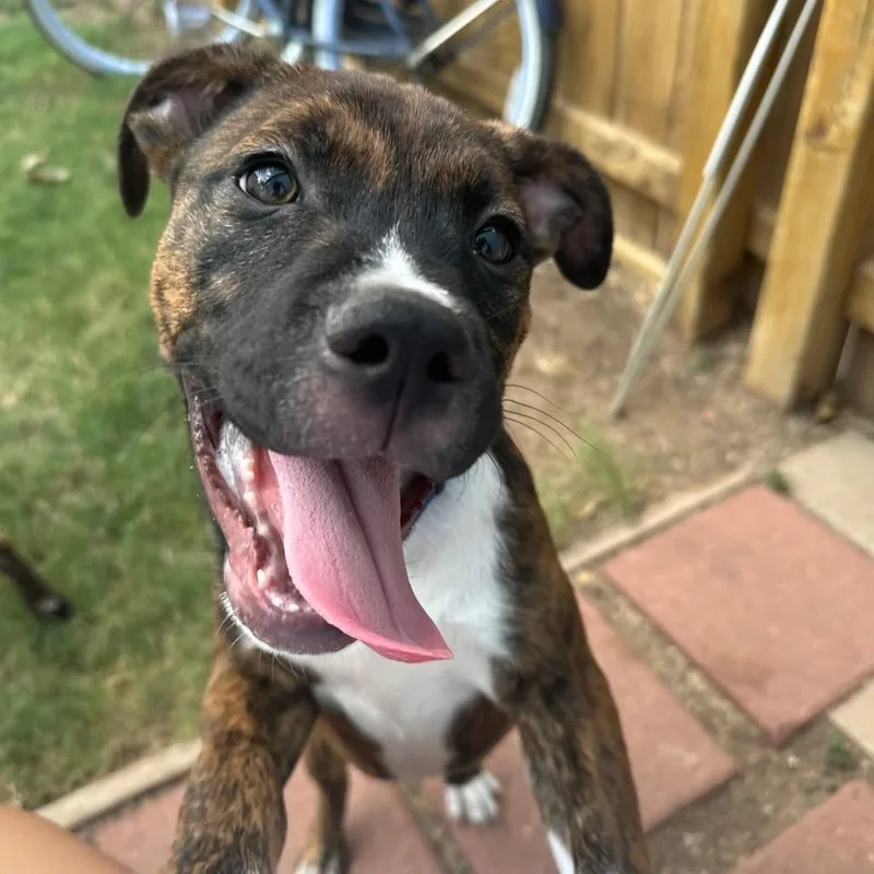 A young medium-sized male Mixed Breed dog named Sonny for adoption in Loveland, CO