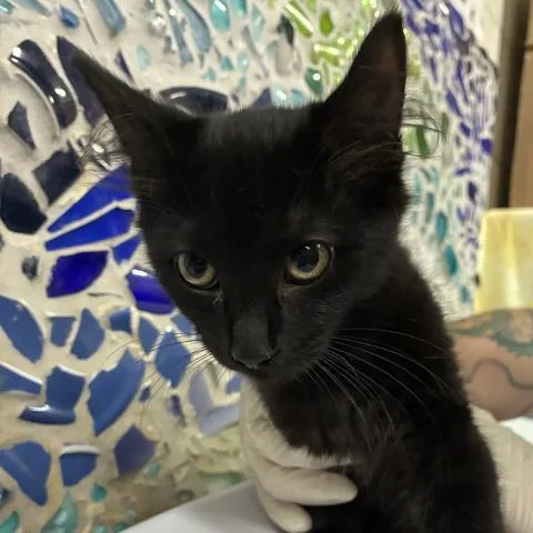 A baby medium-sized female Domestic Short Hair cat named Eloise for adoption in Pensacola, FL