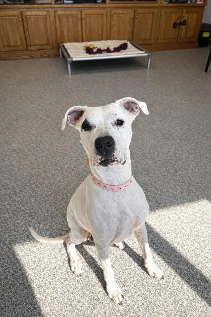 Cheyenne Rose thumbnail 2