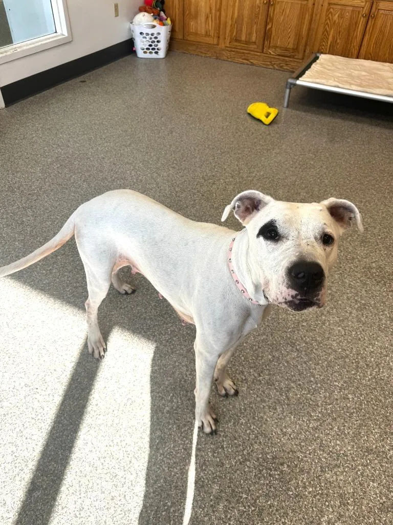 Cheyenne Rose thumbnail 4