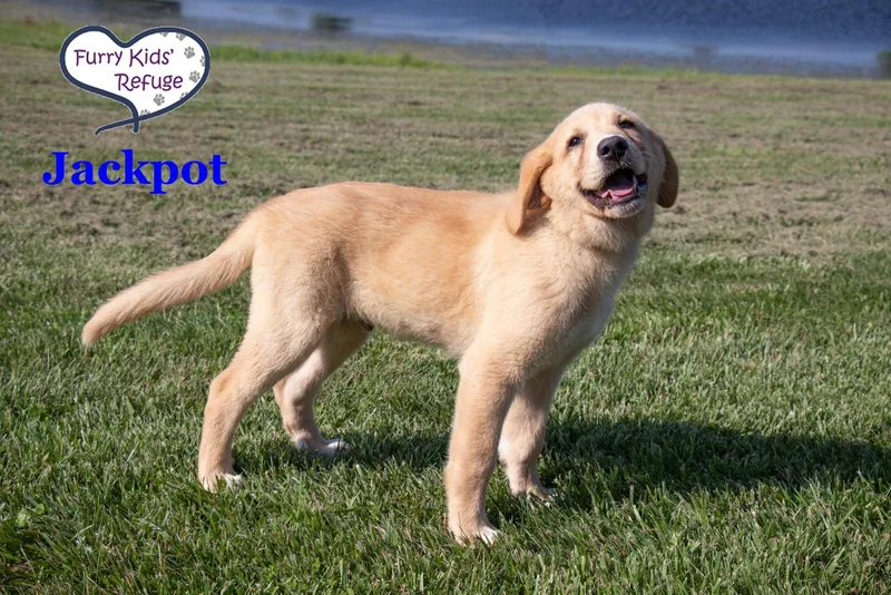 A baby large-sized male Labrador Retriever dog named Jackpot for adoption in Lee's Summit, MO