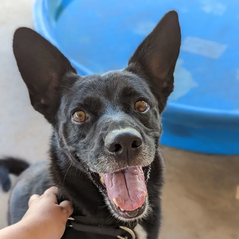 An adult medium-sized male Black Husky dog named Kai for adoption in Phoenix, AZ