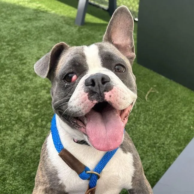 A young medium-sized female Brindle French Bulldog dog named Roxy for adoption in Matteson, IL