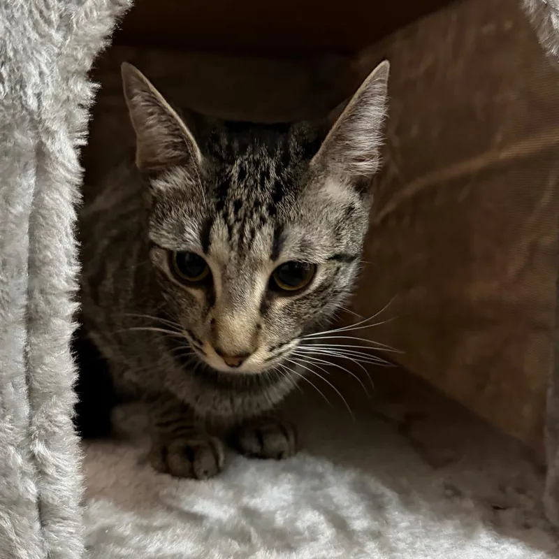 A young small-sized female Brown / Chocolate Domestic Short Hair cat named Octavia for adoption in Los Angeles, CA