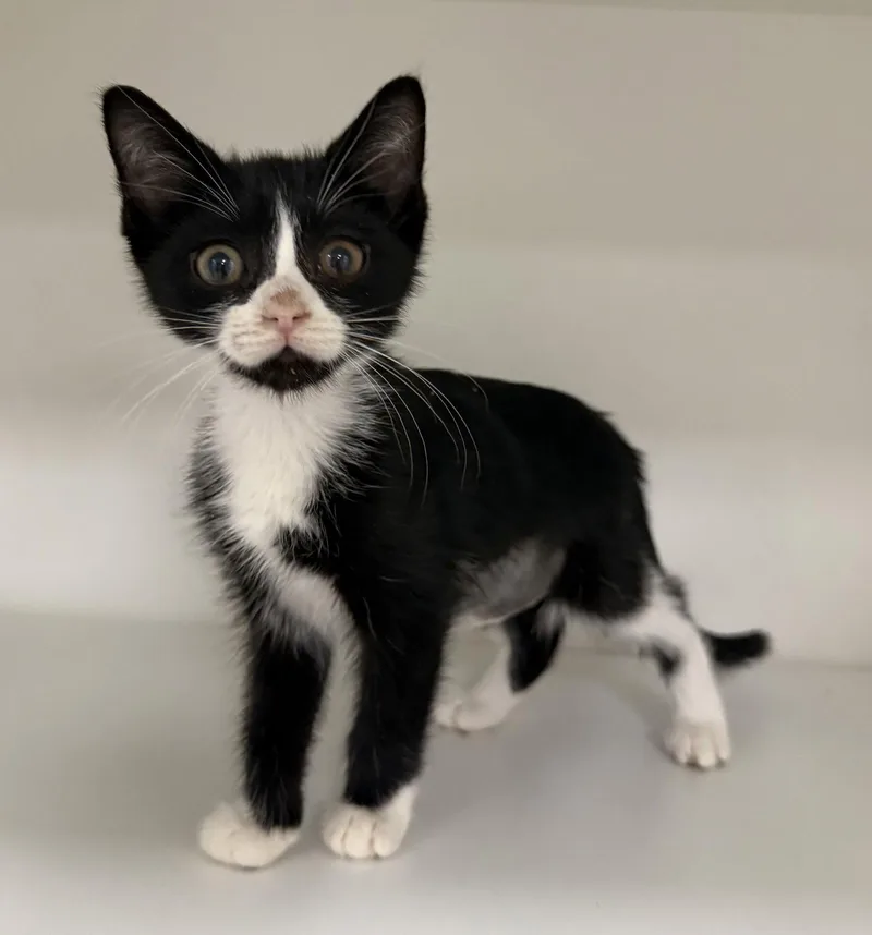 A young medium-sized female Black & White / Tuxedo Domestic Short Hair cat named Daughtry for adoption in Satellite Beach, FL