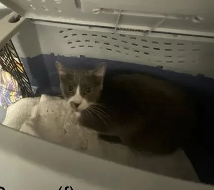 A young medium-sized female Domestic Short Hair cat named Rover for adoption in Hobart, IN