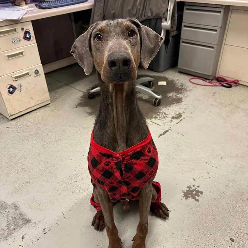 A senior large-sized male Brown / Chocolate Doberman Pinscher dog named Arthur for adoption in Bellingham, WA