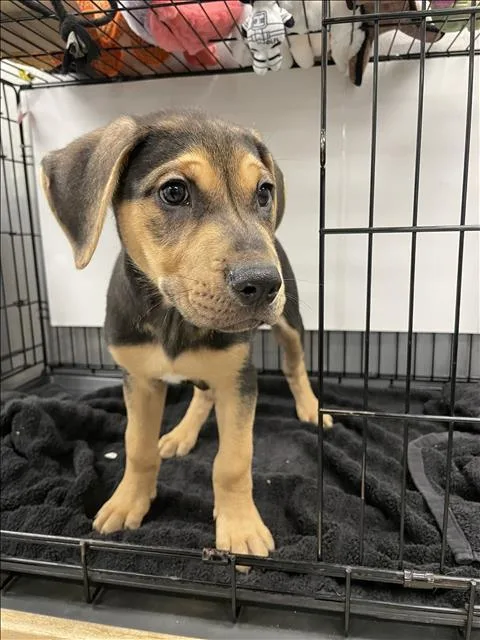A baby small-sized male German Shepherd Dog dog named Tank for adoption in Van Nuys, CA