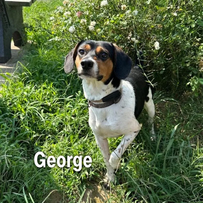 George thumbnail 2