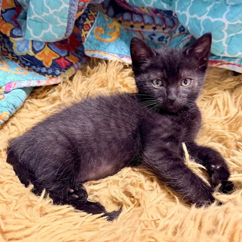 A baby small-sized male Black Domestic Short Hair cat named Malcolm for adoption in San Gabriel, CA
